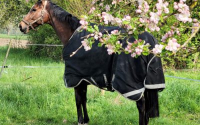 Viel Pech für Saint Fiacre in Longchamp