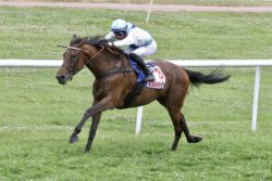 STELLA MARINA gewinnt unter Eddy Hardouin in Vittel_ ©Hugo & Fréderic Diehl STELLA MARINA gewinnt unter Eddy Hardouin in Vittel_ ©Hugo & Fréderic Diehl