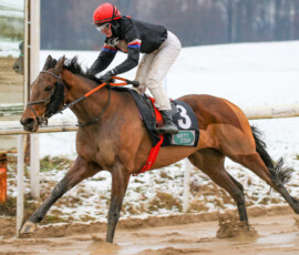 Taurus gewinnt unter Lilli-Marie Engels in Dortmund_ Rennstall Manfred Weber ©Sabine Effgen