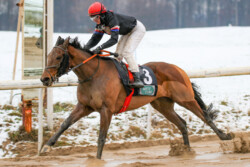 Taurus gewinnt unter
Lilli-Marie Engels in Dortmund
©Sabine Effgen Taurus gewinnt unter Lilli-Marie Engels in Dortmund_ Rennstall Manfred Weber ©Sabine Effgen